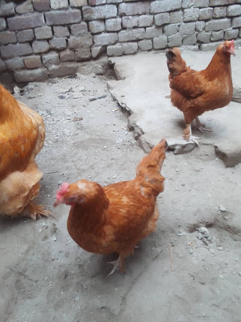 Desi murga Golden buff hens 2