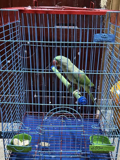 Female talking parrot
