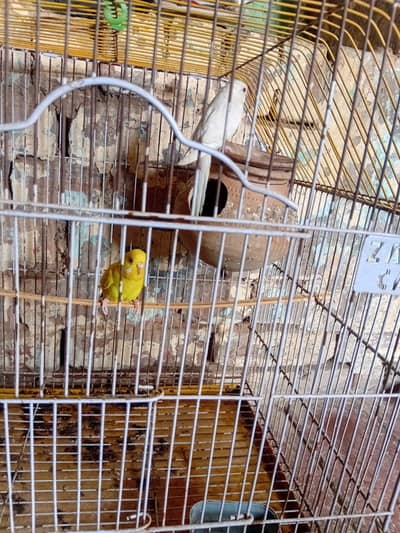 Birds pair