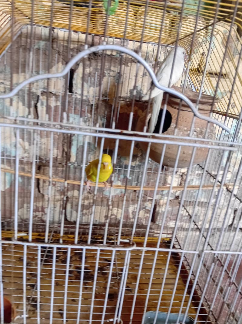 Birds pair 1