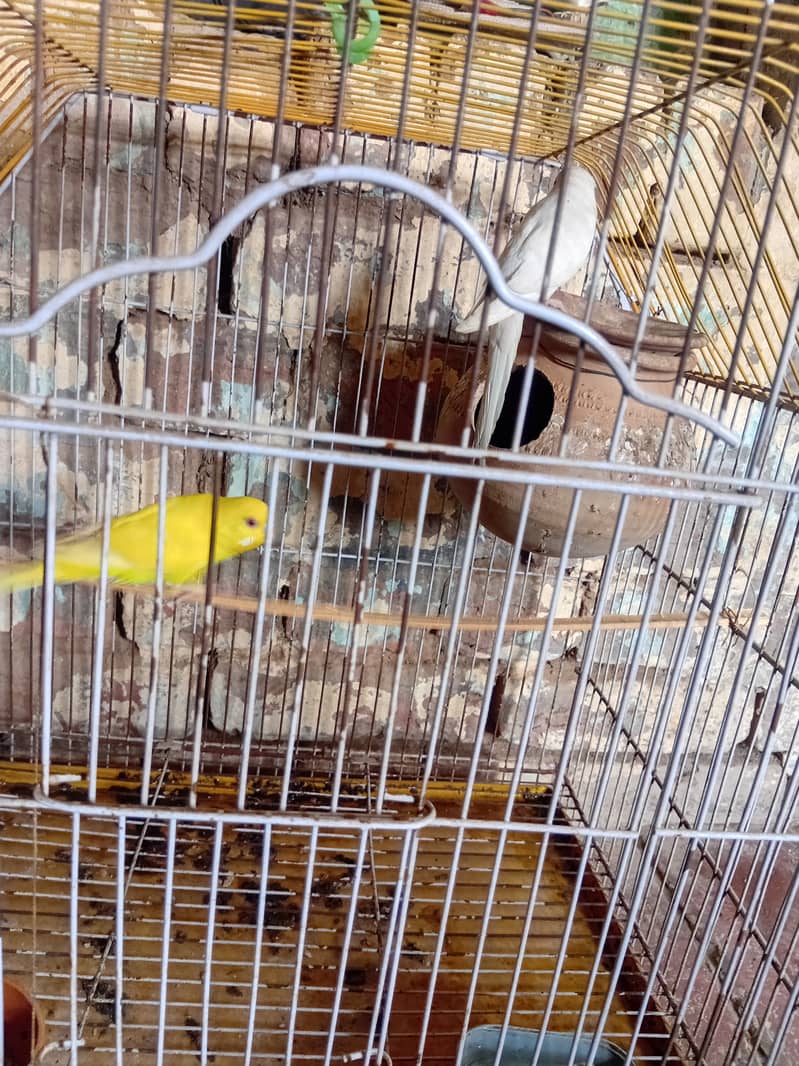 Birds pair 2
