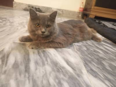 cat very beautiful and haldi