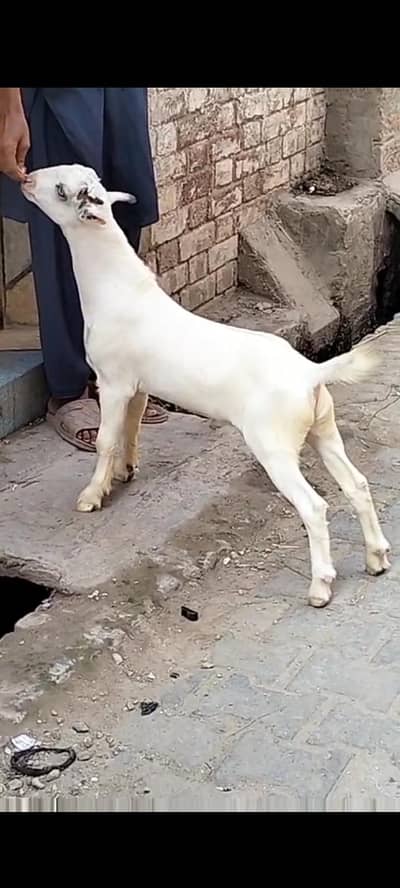 Pure gulabi Male kid # 03274116585