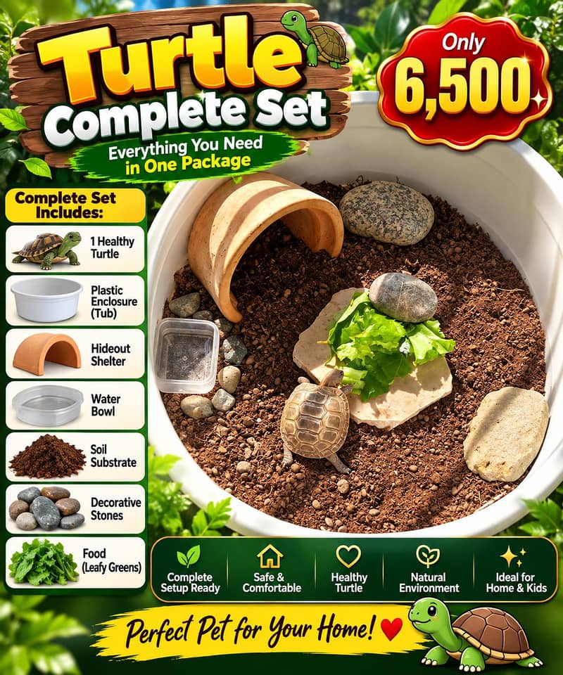 Tortoise 0