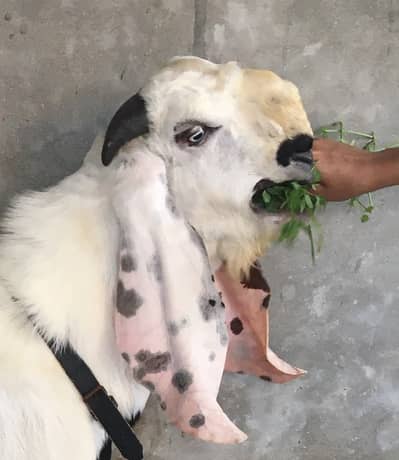 Bakra