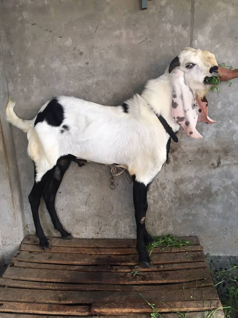 Bakra 1