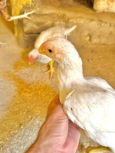 Indian parrot beak long tali wahite pair