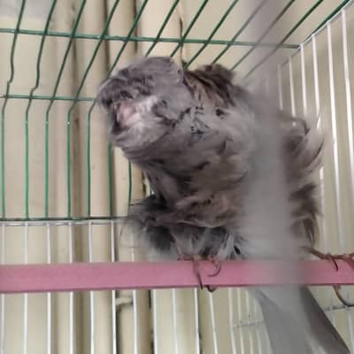 Best Quality Male Canaries Available - All Singing Birds