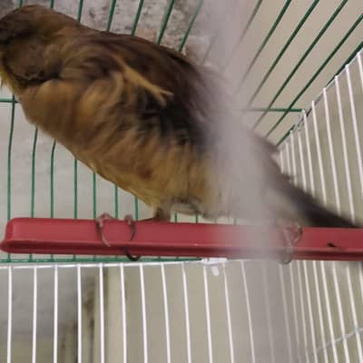 Best Quality Male Canaries Available - All Singing Birds