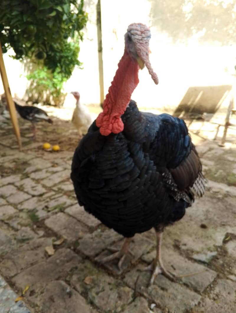 turky 2