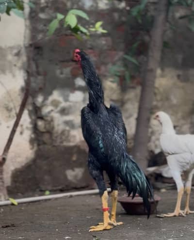 pure black shamo phatha