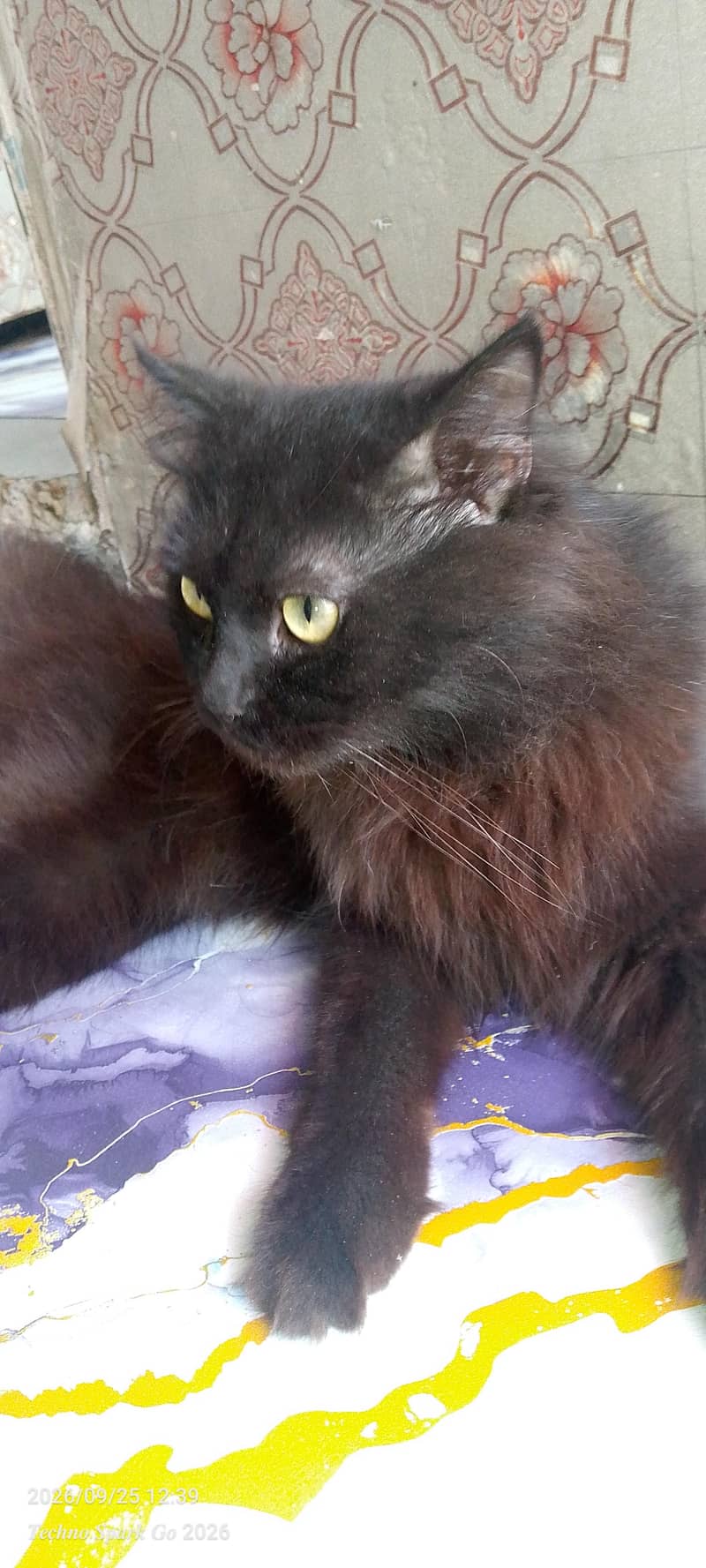 Persian cat 0