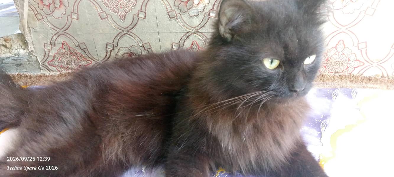 Persian cat 1