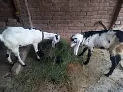 Goat Pair 0