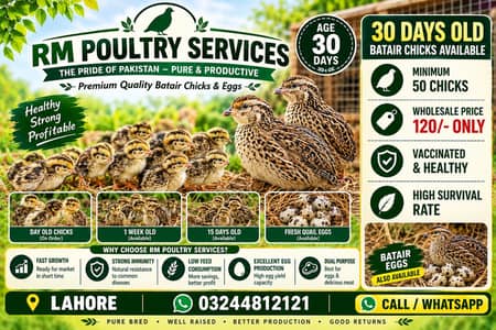 Batair Chicks |Bater Chicks| Quail Chicks |Batair| Bater| Poultry Farm