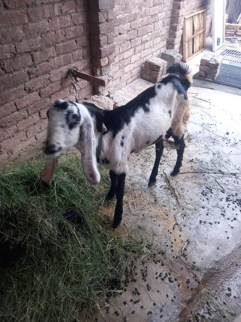 Goat Pair 4