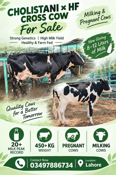 Cows | 2nd Time Pregnant and Milking Cows | Cholistani and HF Cross