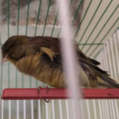 Authentic Quality Singing Canaries