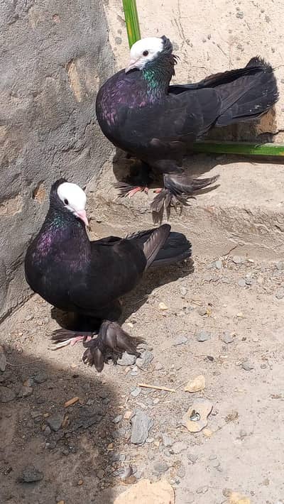 black mukhi