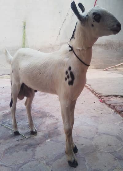 Barbari Bakra