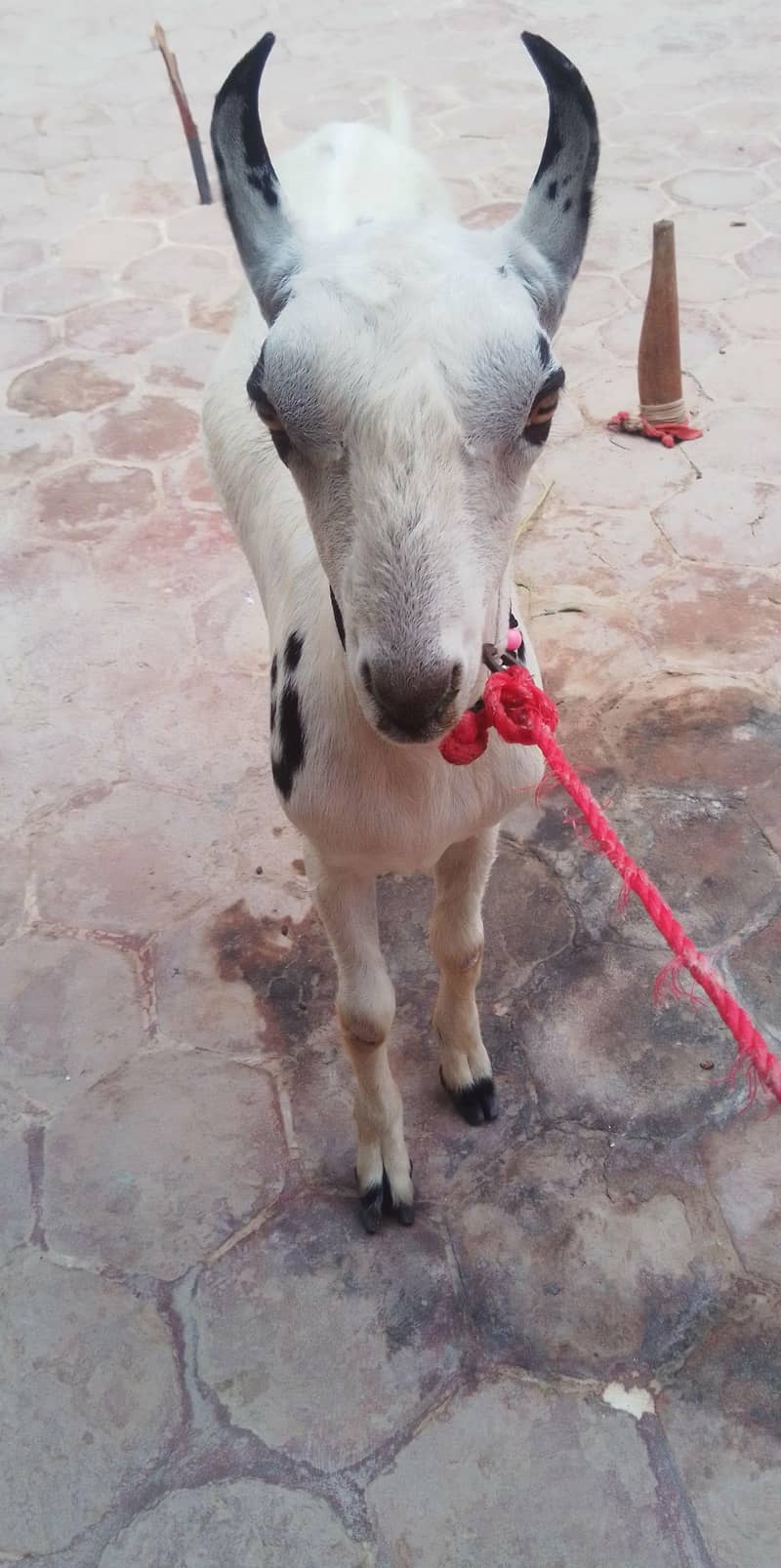 Barbari Bakra 1