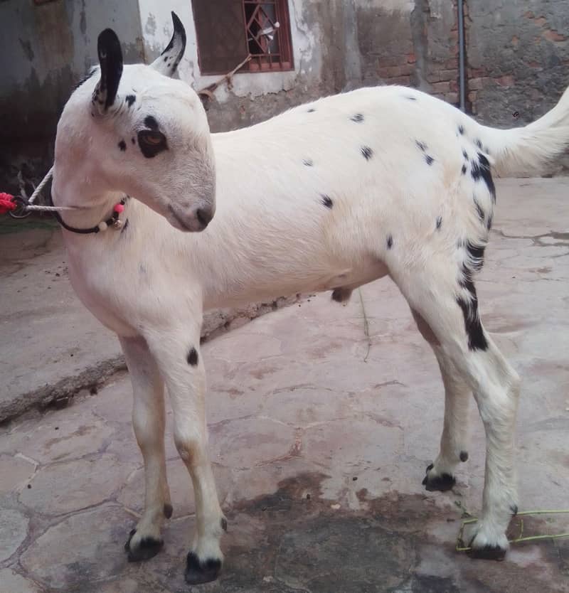 Barbari Bakra 2