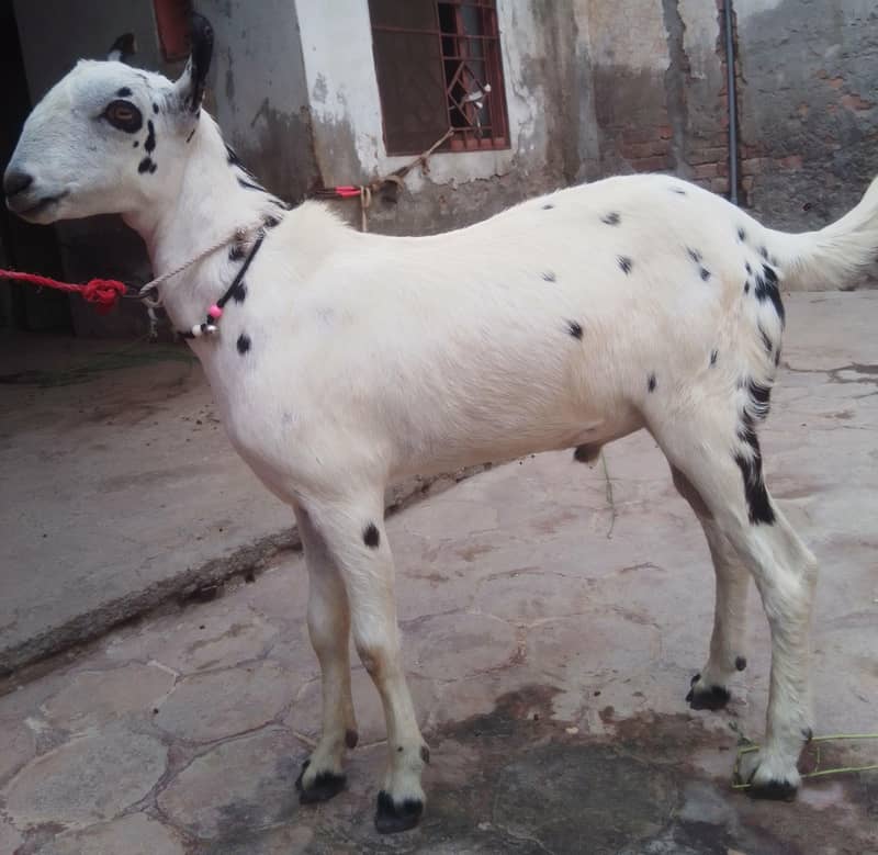 Barbari Bakra 3