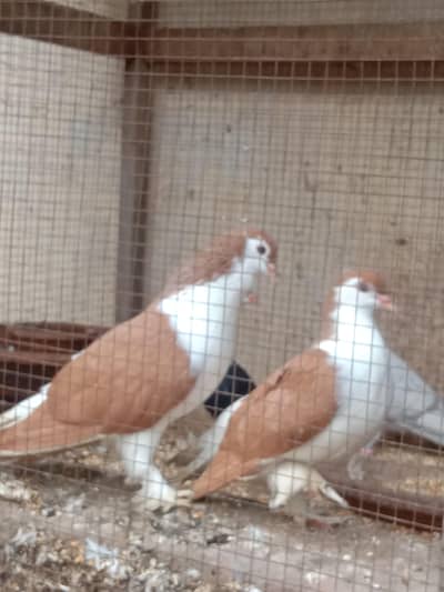 red Sherazi pair for sale