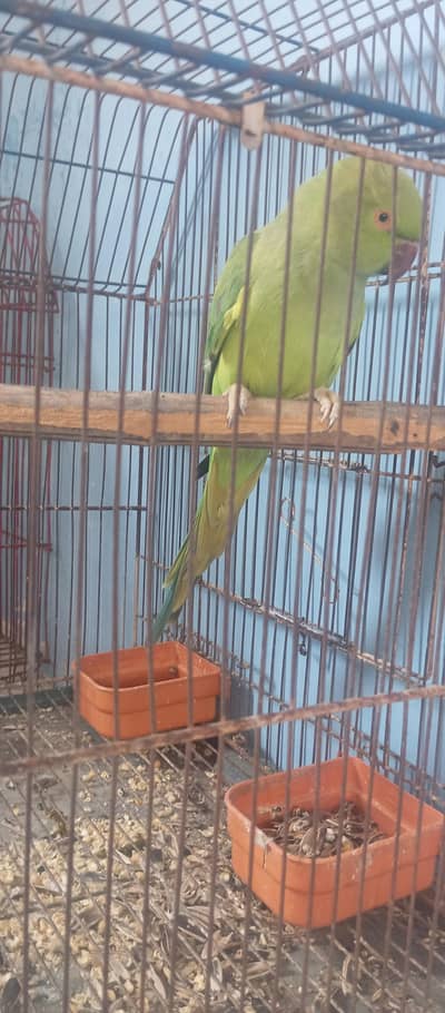 ring neck female
