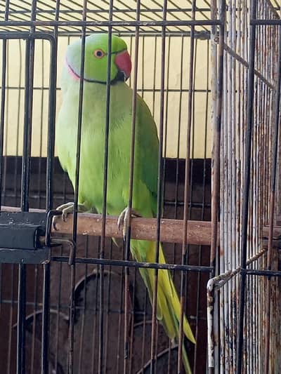 Parrots
