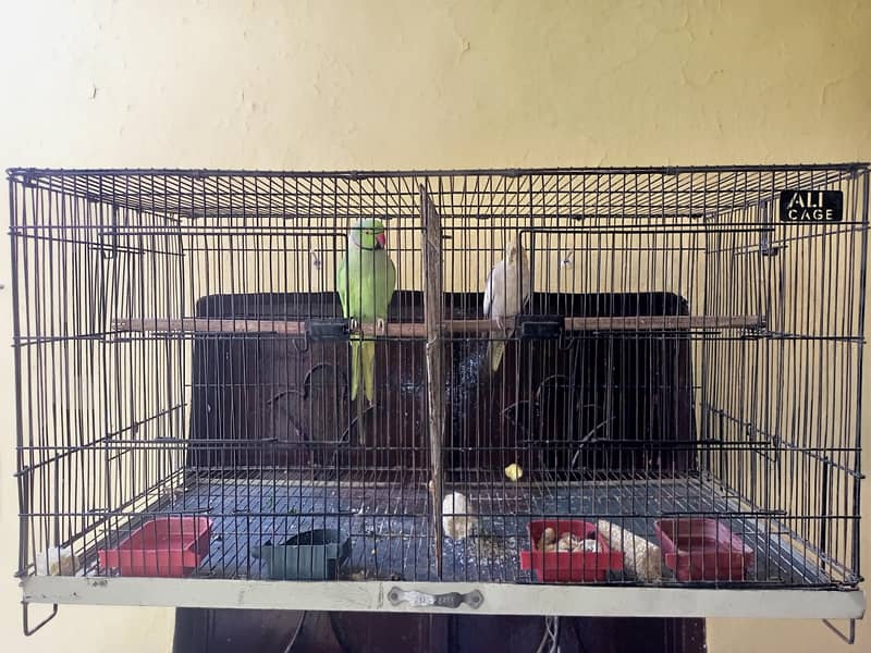Parrots 1