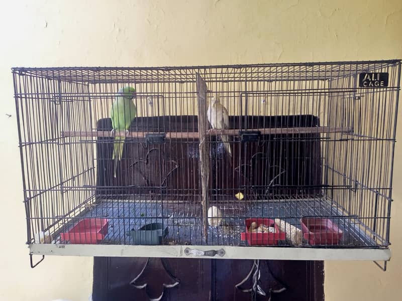 Parrots 2