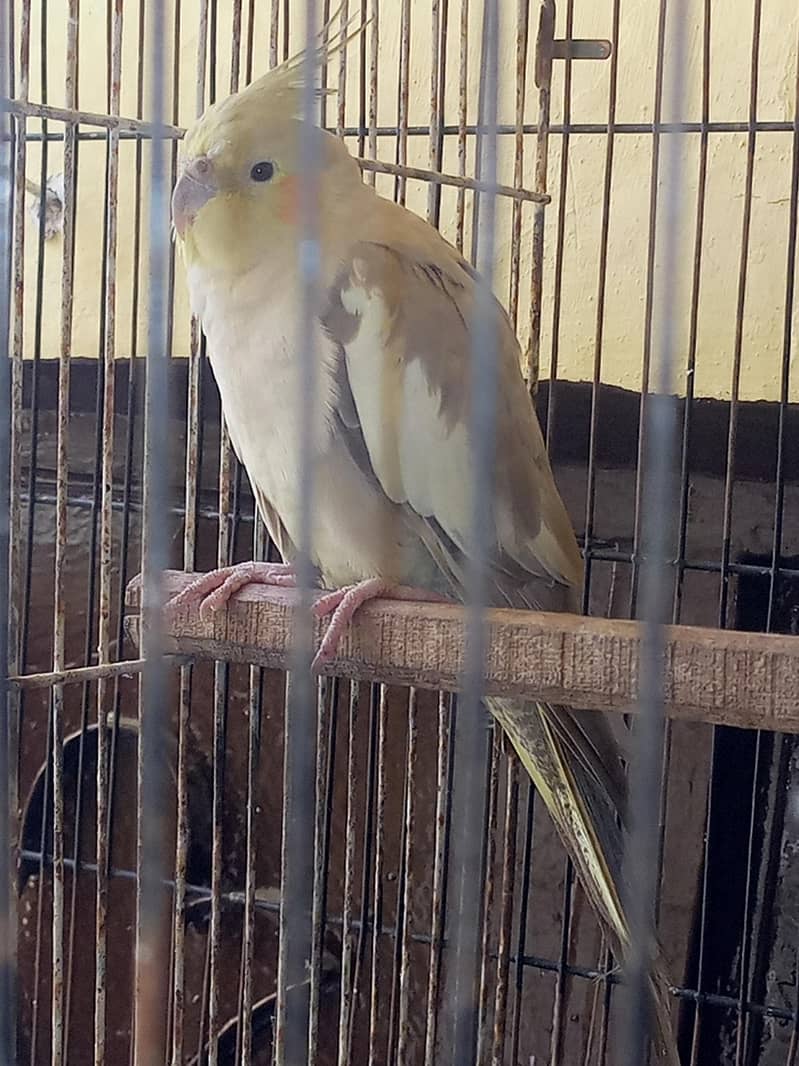 Parrots 3