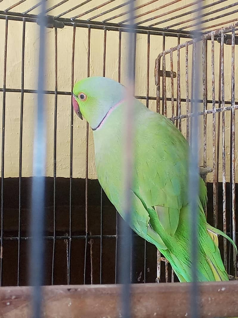 Parrots 4