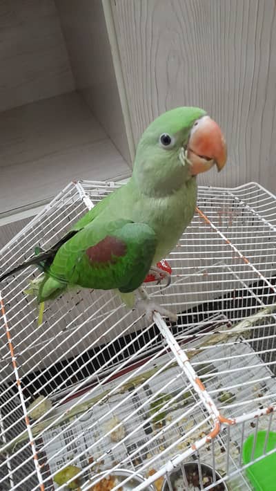 Male Parrot