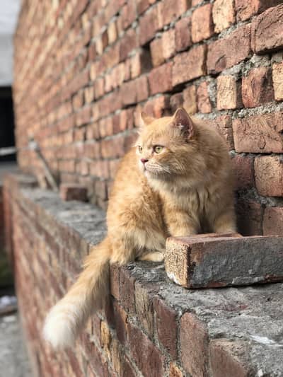 Persain male cat