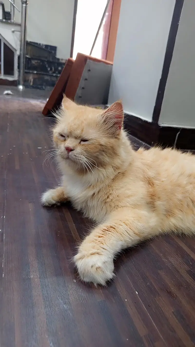 Persain male cat — photo 3
