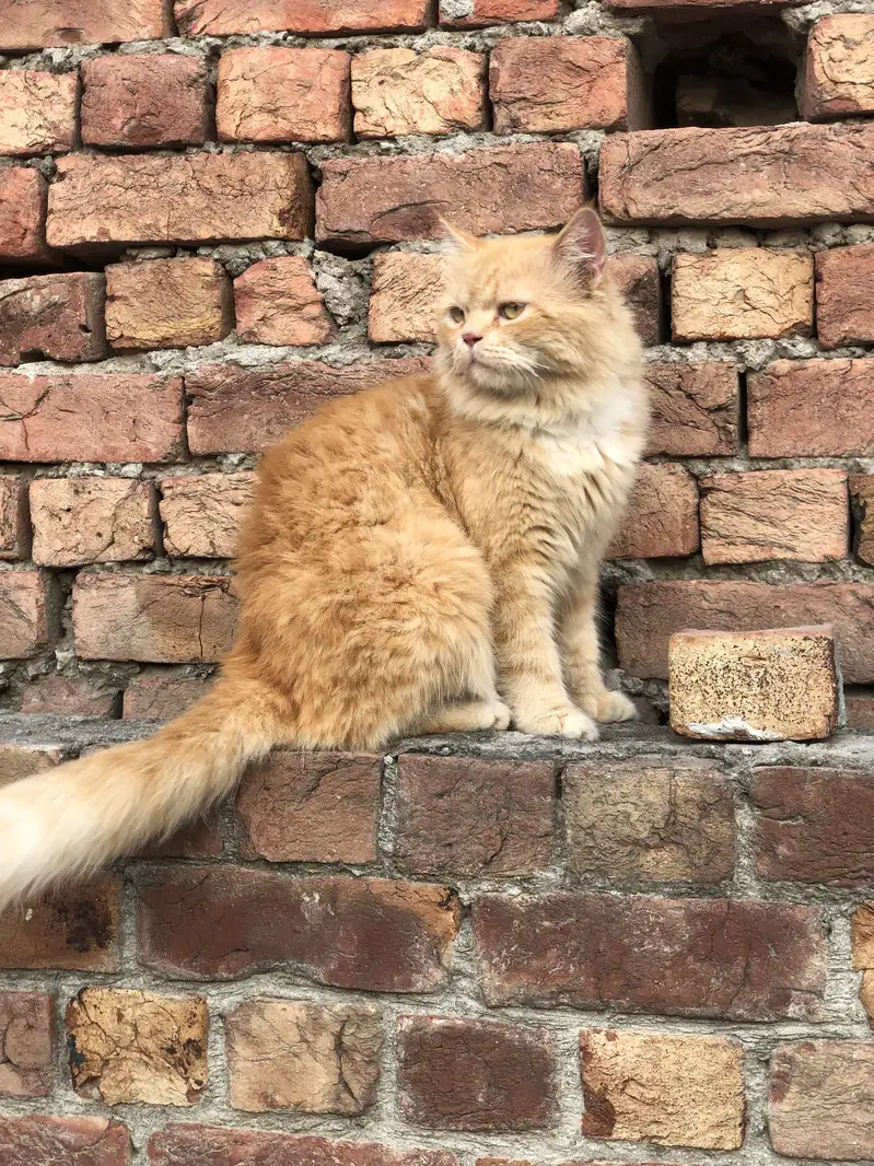Persain male cat — photo 4