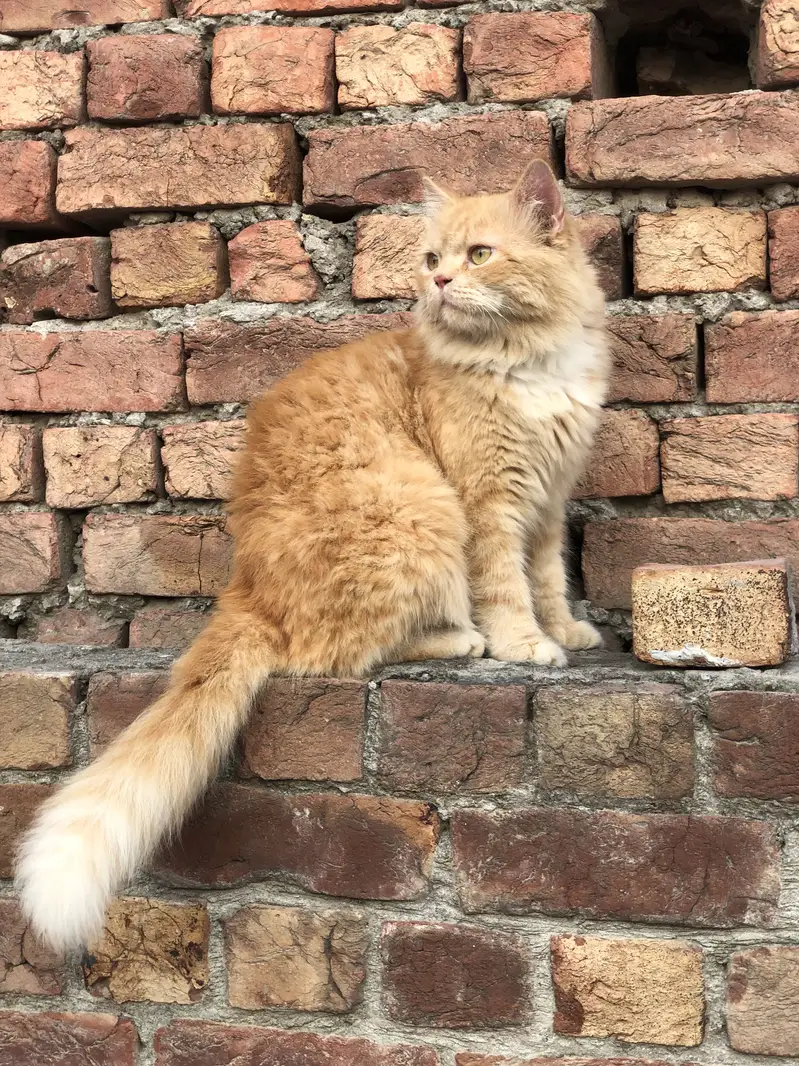 Persain male cat — photo 5