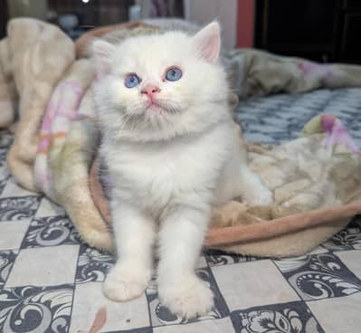 White and gray colour Persian kittens