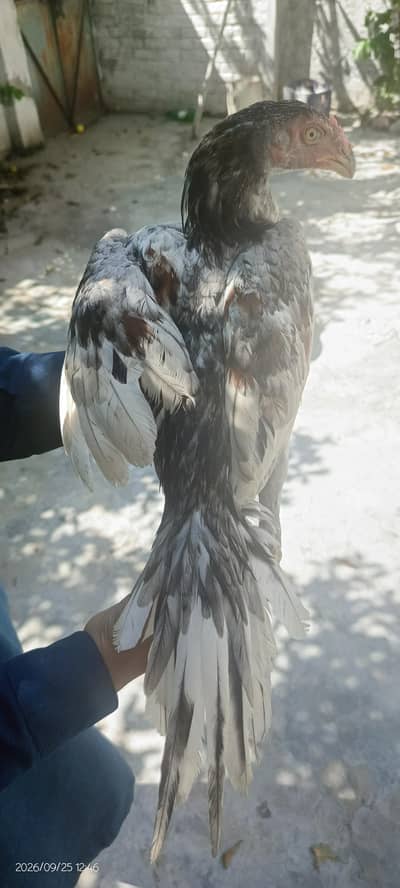 Aseel saleta Gray pair for sale parrot beak cross