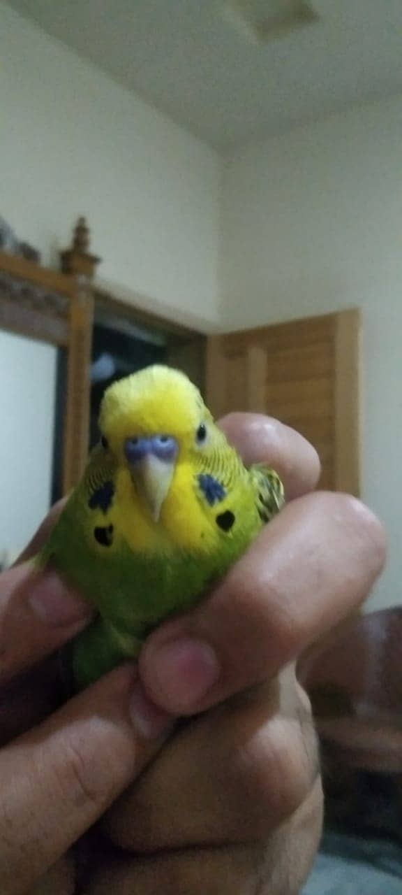 Undersize King Male 0