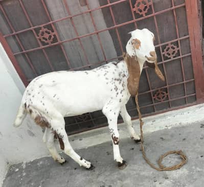 Desi Goat For Sale