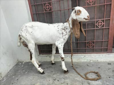 Desi Goat For Sale