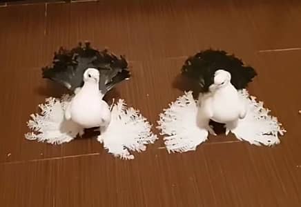 Indian Fantail Fancy Pigeon Pair For Sale