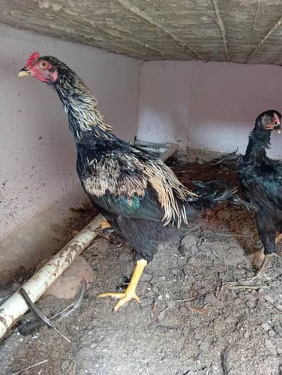 mix breed for sale
