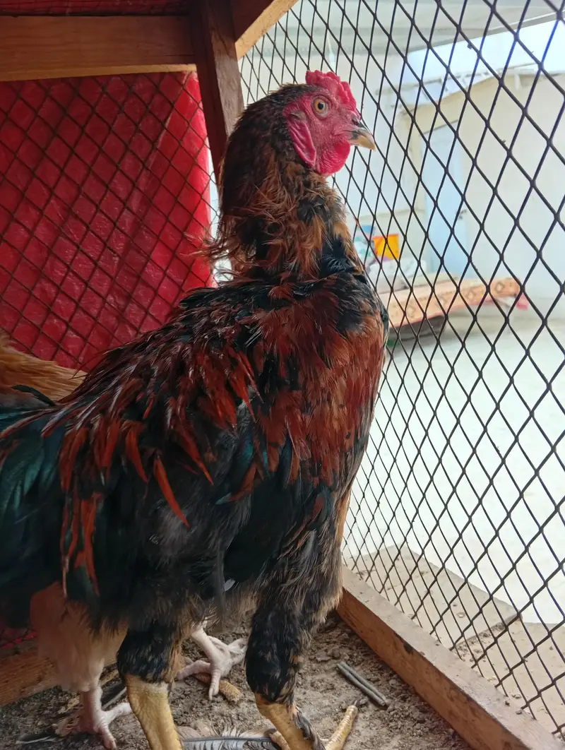 mix breed for sale — photo 2