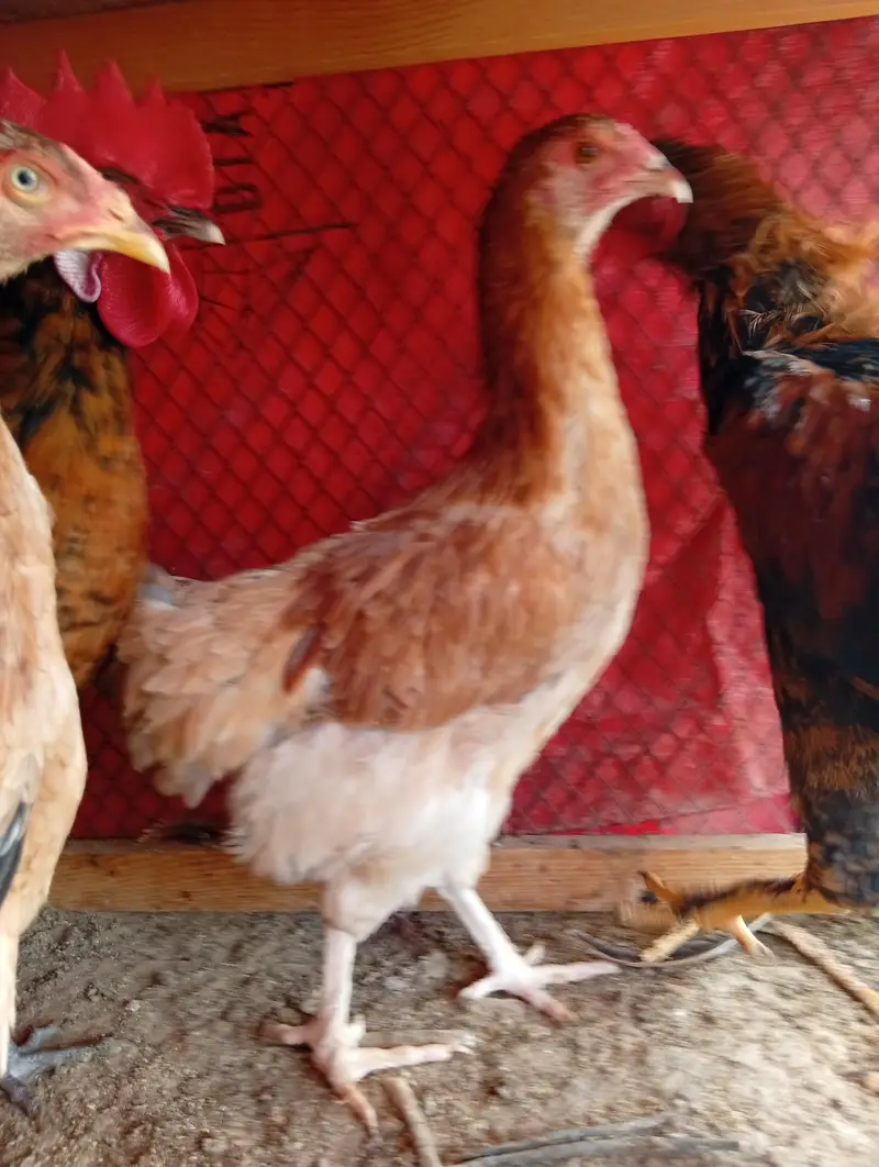 mix breed for sale — photo 3