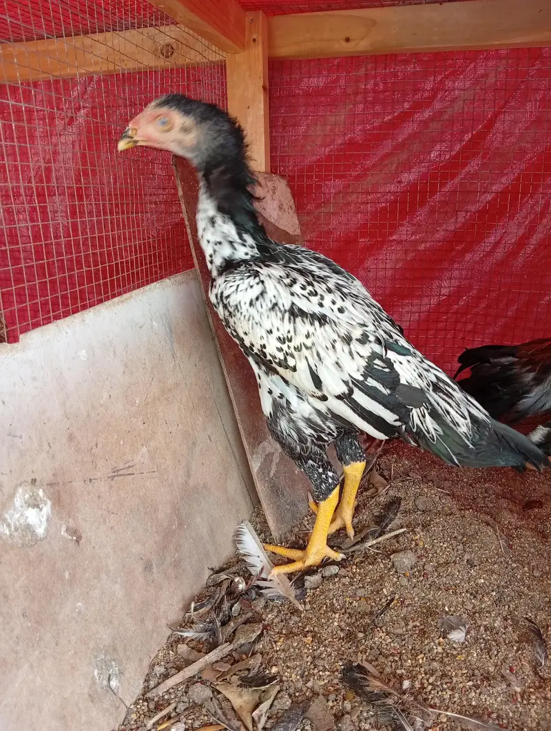 mix breed for sale — photo 4