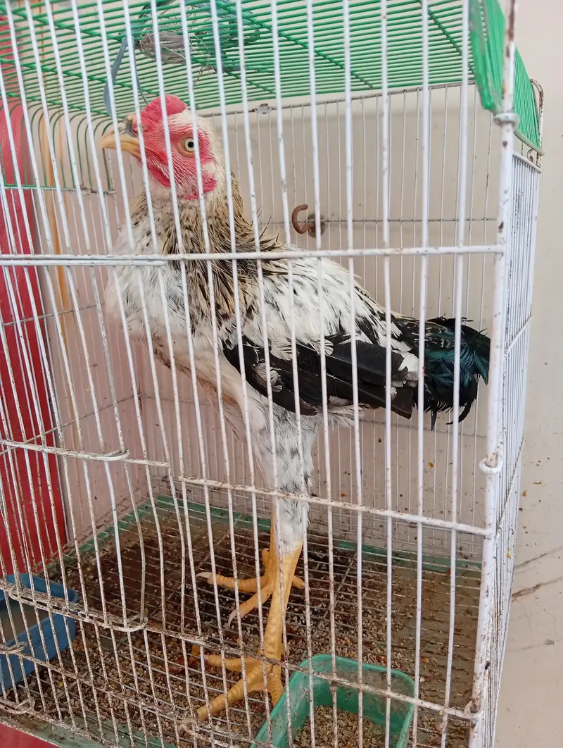 mix breed for sale — photo 5